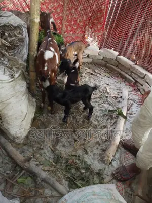 Mother Goat with 3 Kids for Sale