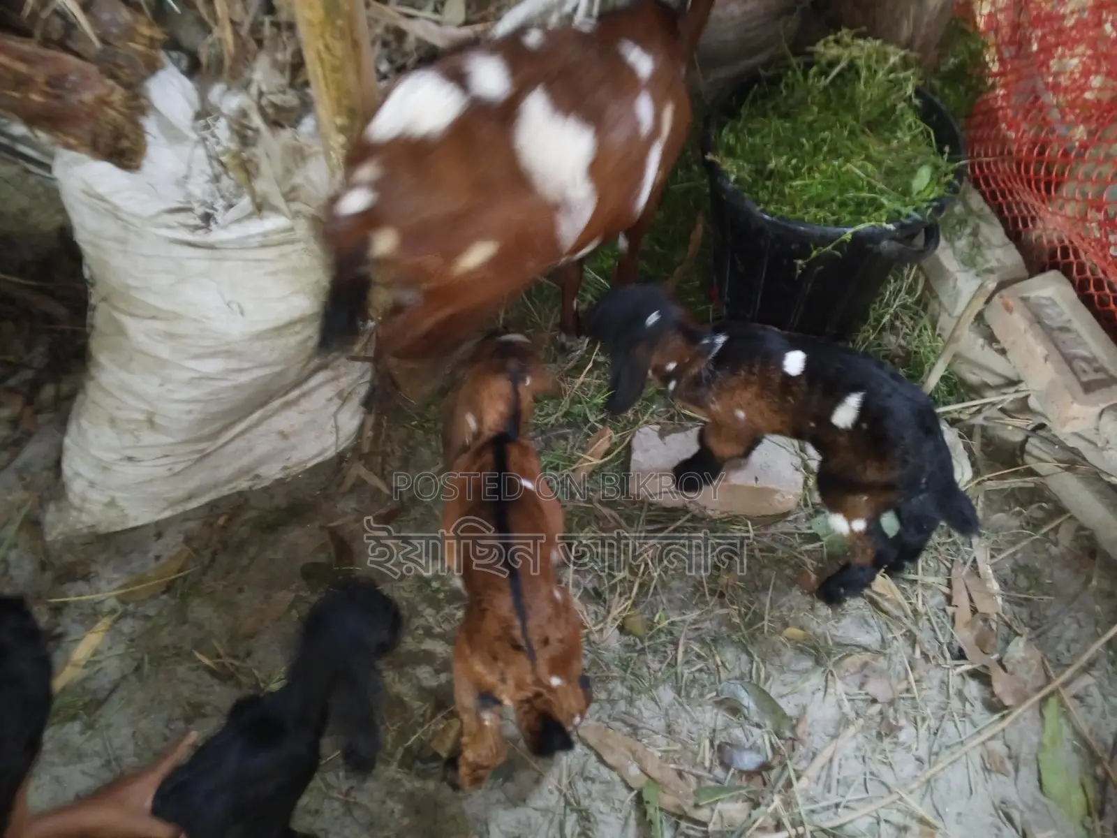 Mother Goat with 3 Kids for Sale
