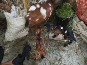 Mother Goat with 3 Kids for Sale
