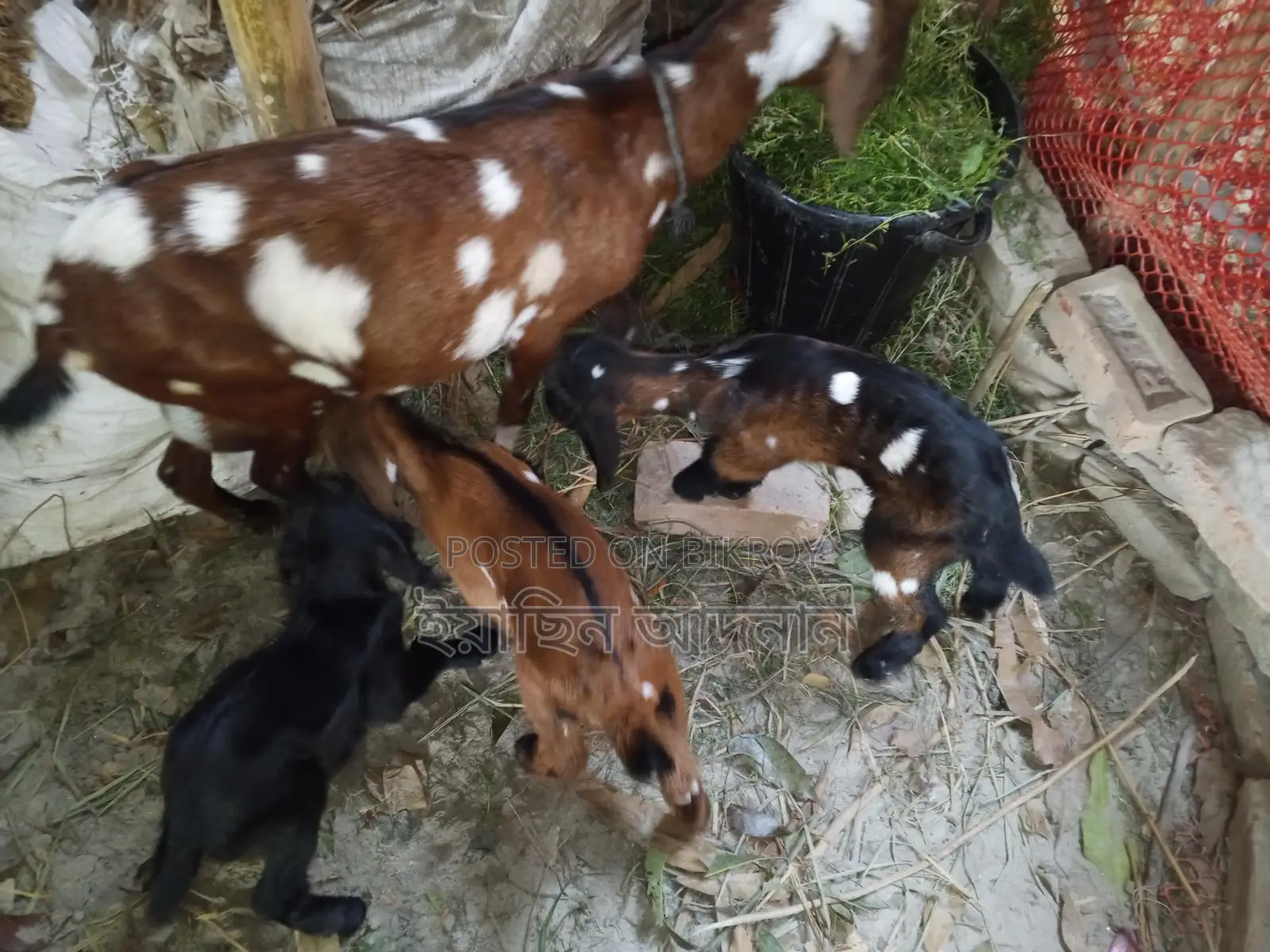 Mother Goat with 3 Kids for Sale