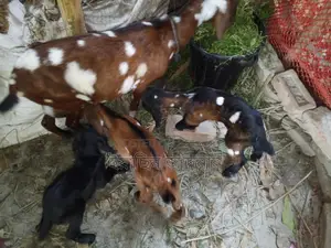 Mother Goat with 3 Kids for Sale