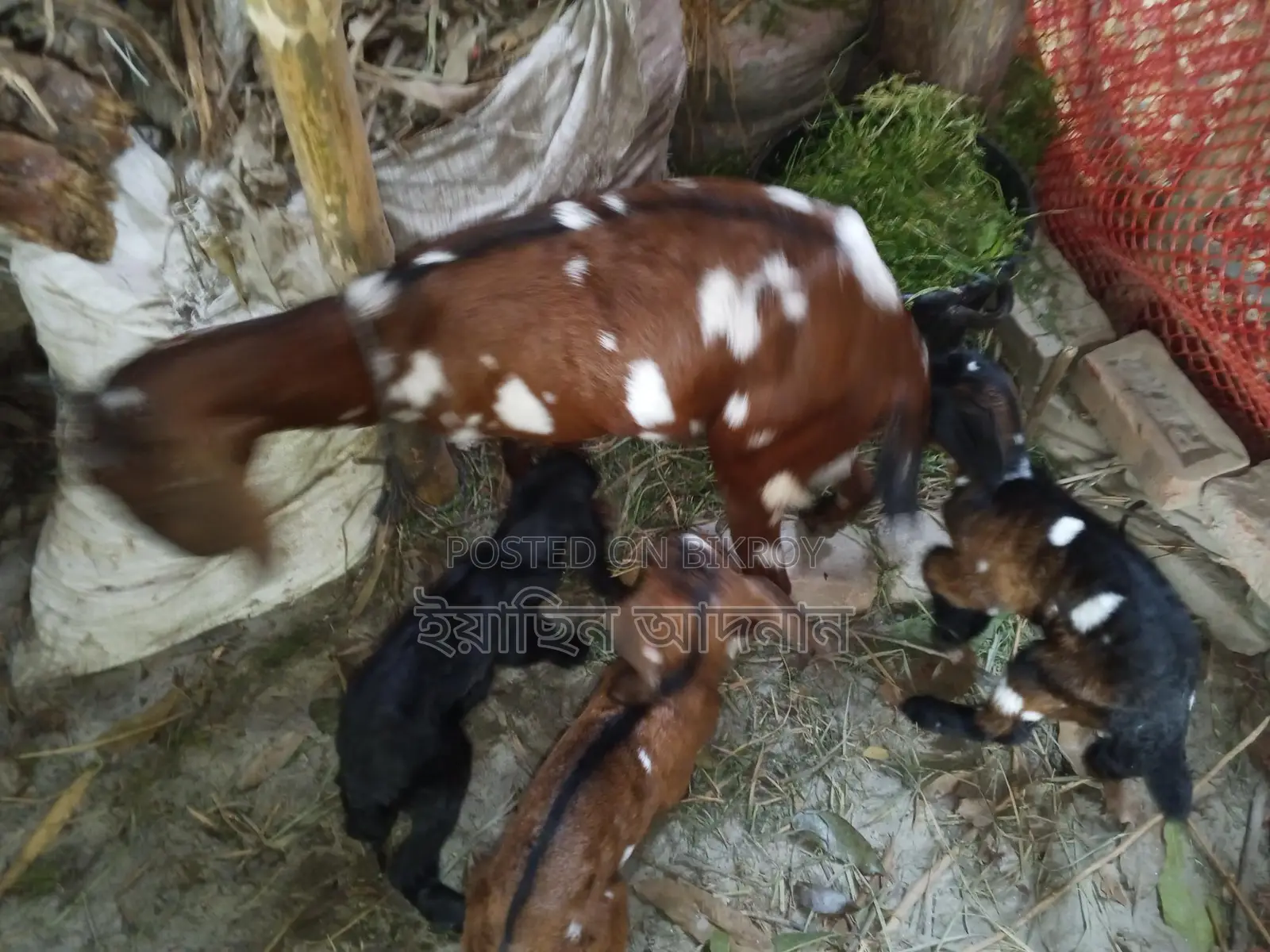 Mother Goat with 3 Kids for Sale