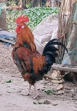 দেশি মুরগি