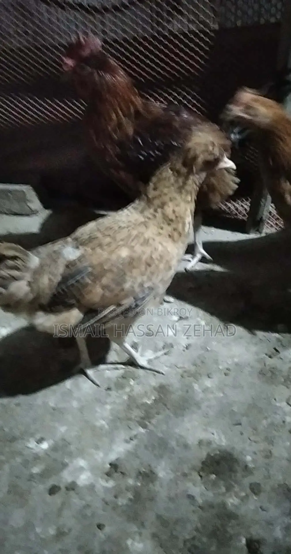Deshi Chicken