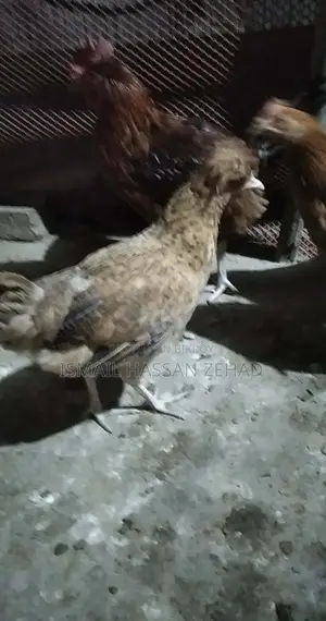 Deshi Chicken
