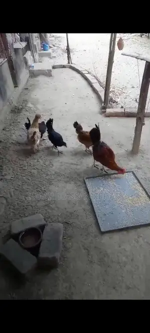 Deshi Chicken