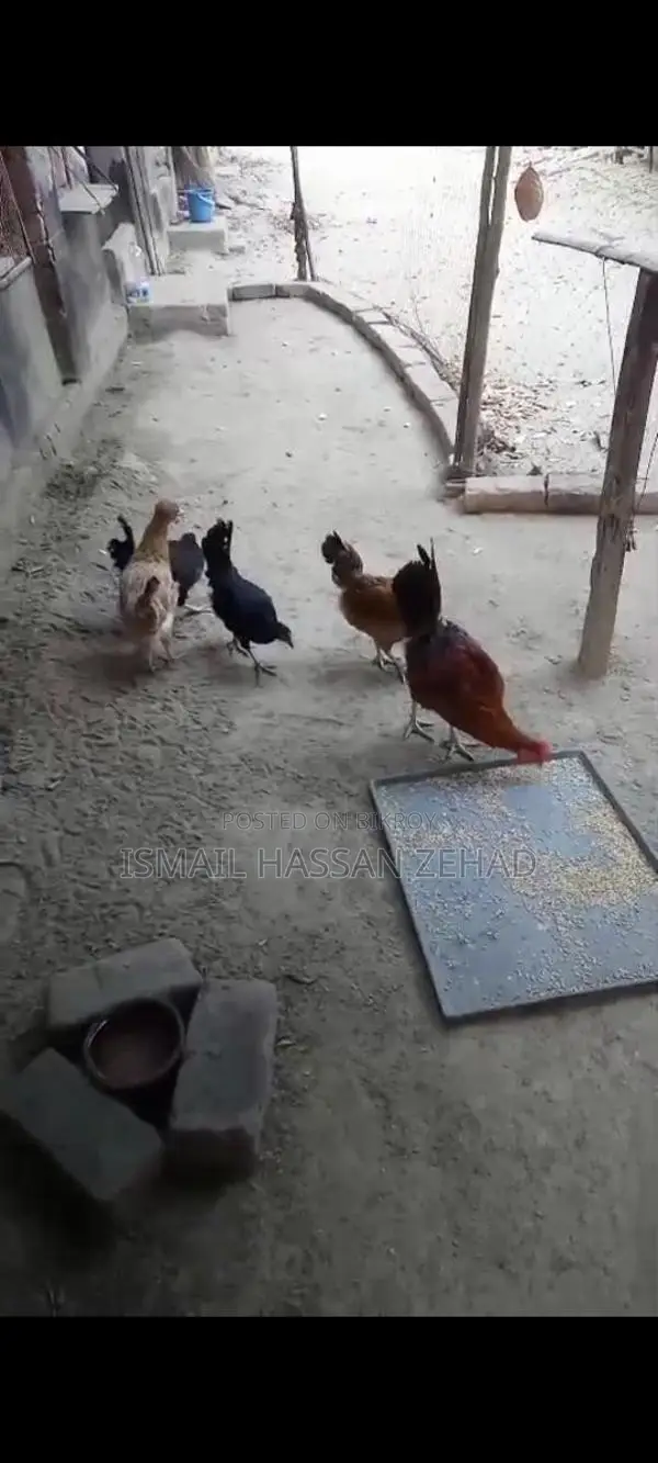 Deshi Chicken