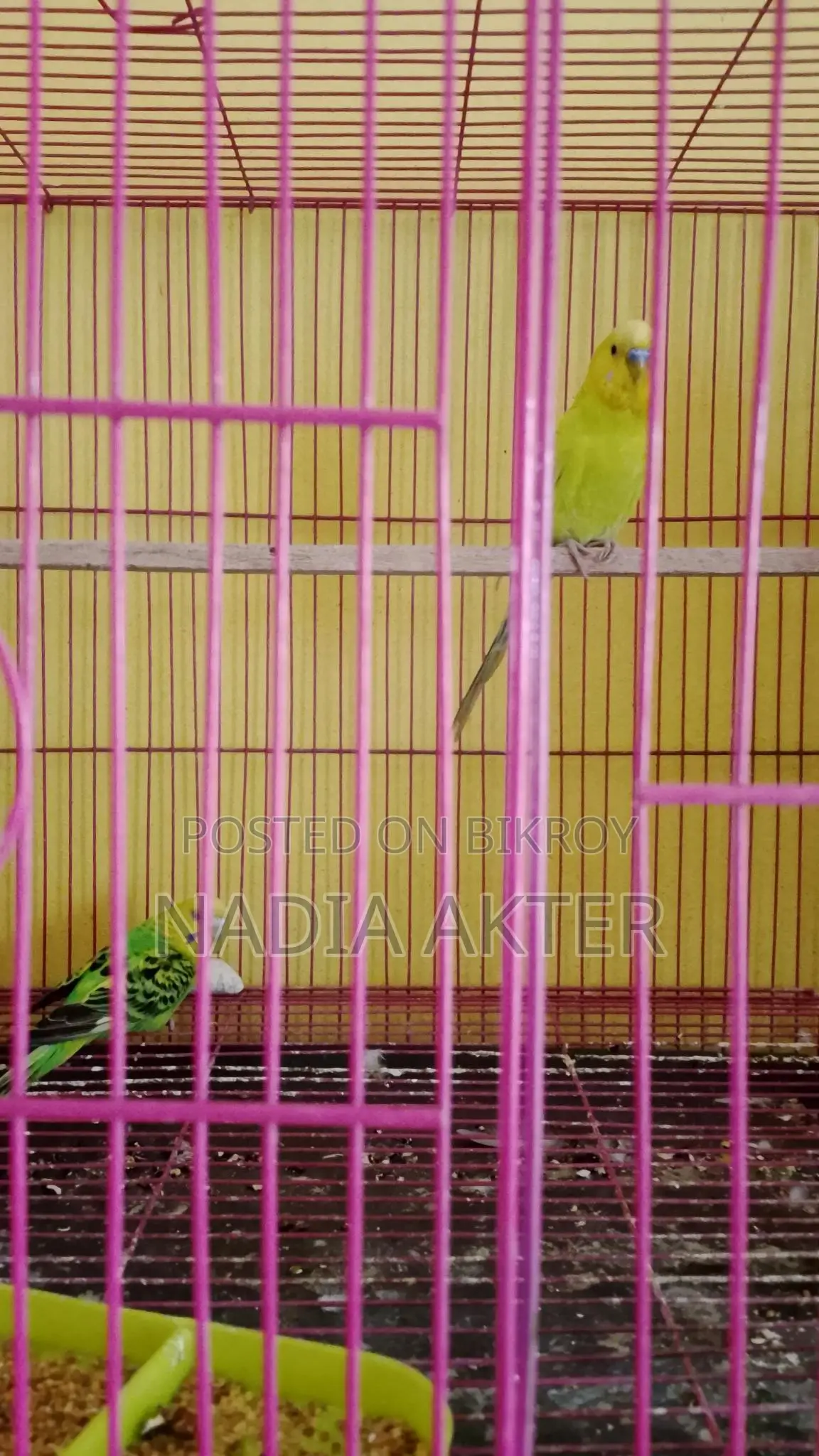 Budgerigar Birds