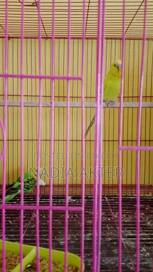 Budgerigar Birds
