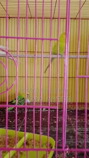 Budgerigar Birds