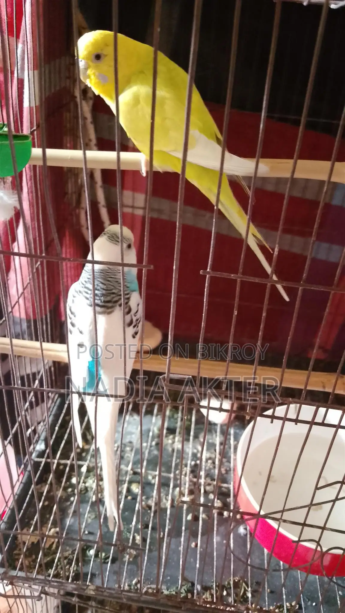 Budgerigar Birds
