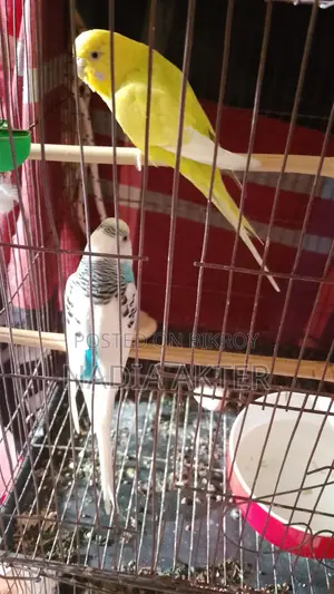 Budgerigar Birds