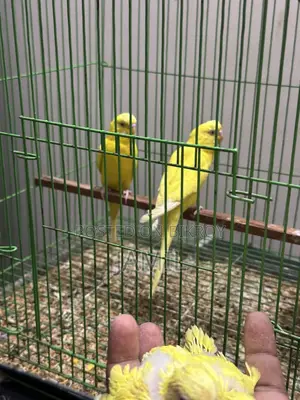 লুটিনো রেড আই মাষ্টার পেয়ার (২টা বেবী সহ)