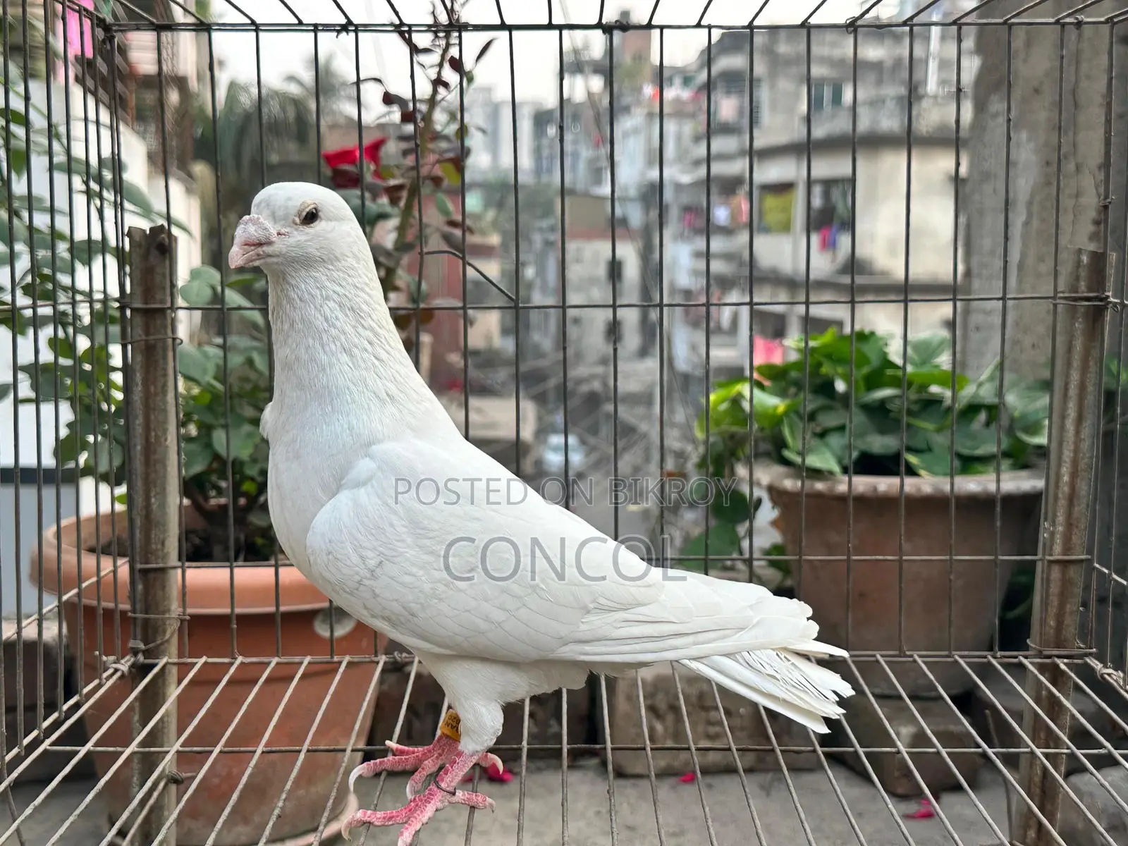 Homa Pigeon