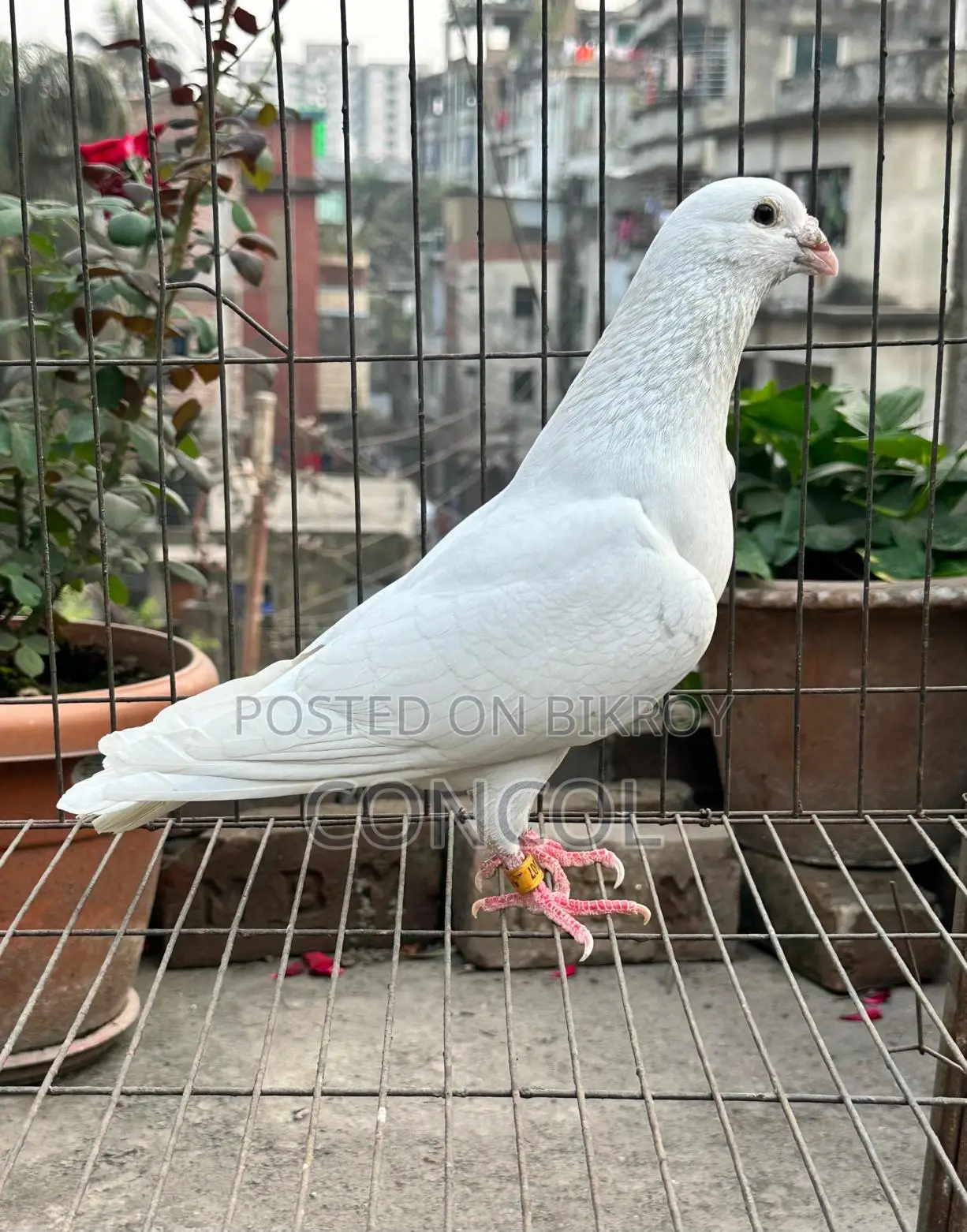 Homa Pigeon