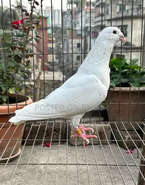 Homa Pigeon