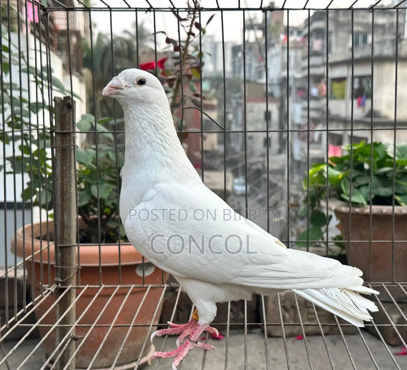 Homa Pigeon