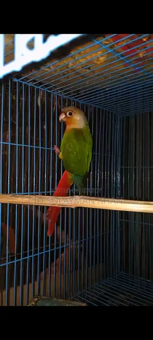 Pineapple Conure Female