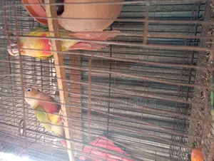 Pineapple Conure Female