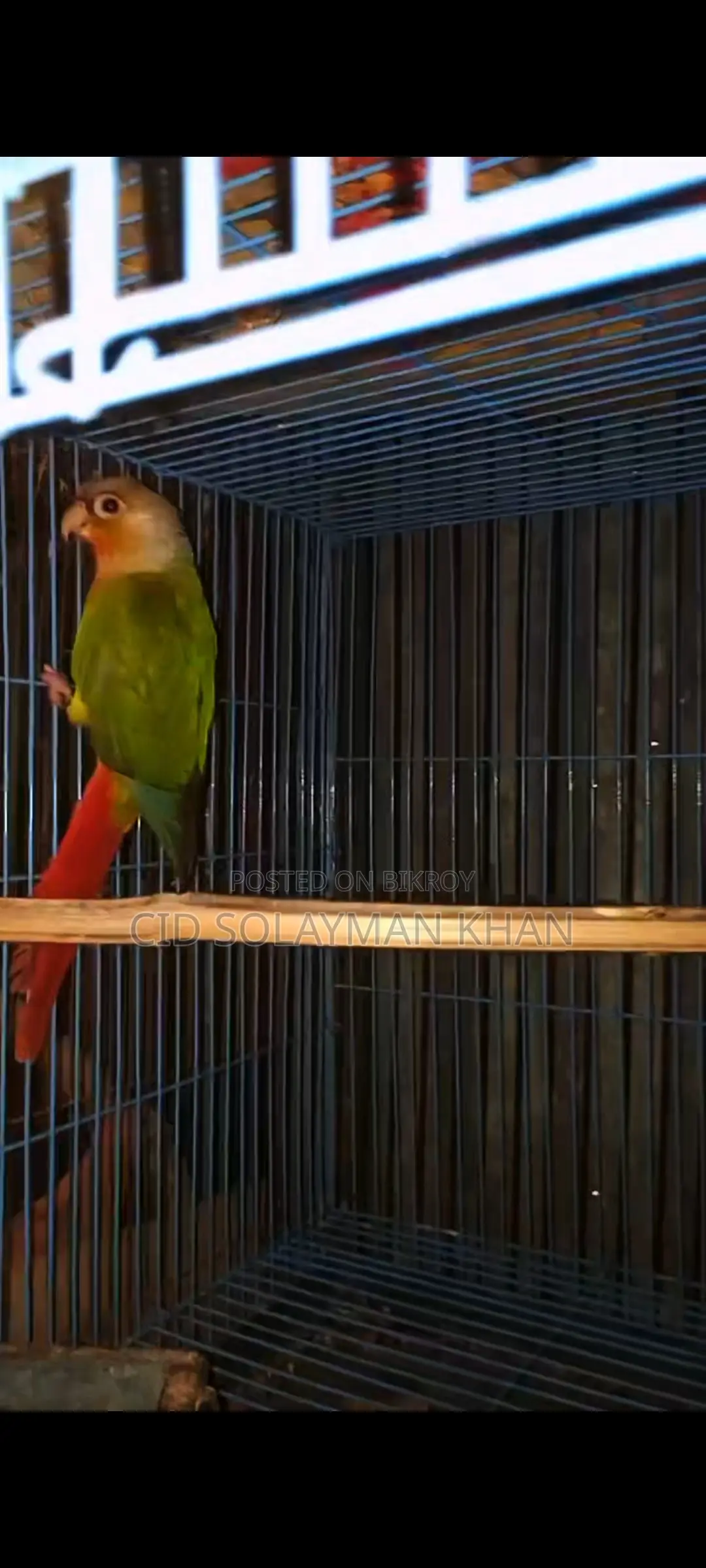 Pineapple Conure Female