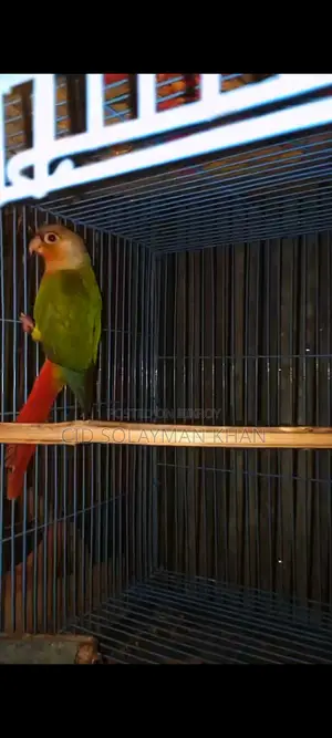 Pineapple Conure Female