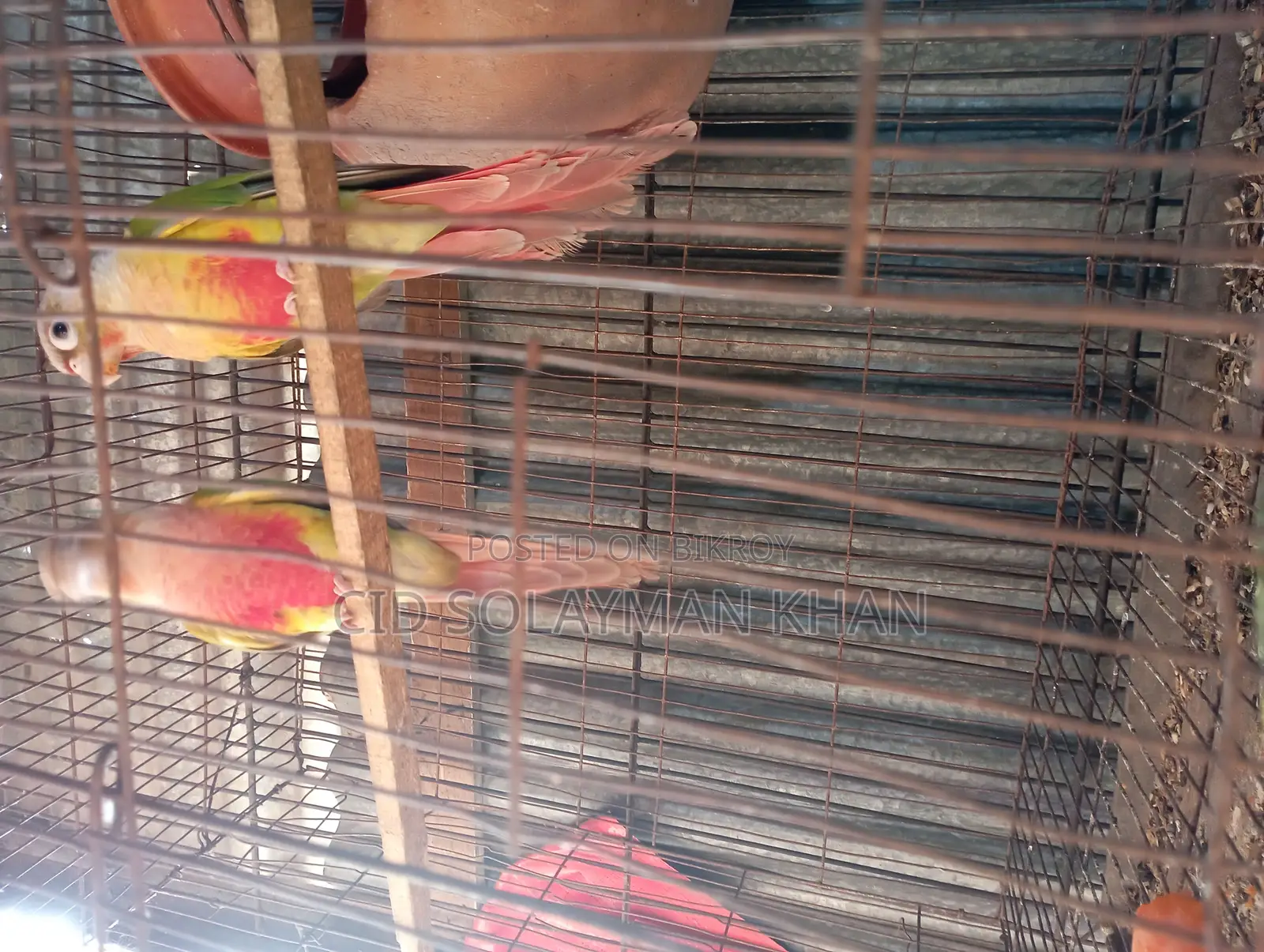 Pineapple Conure Female