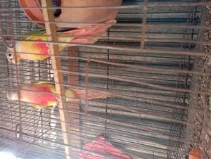 Pineapple Conure Female