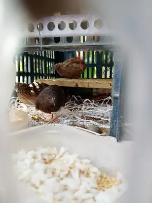 King Quail