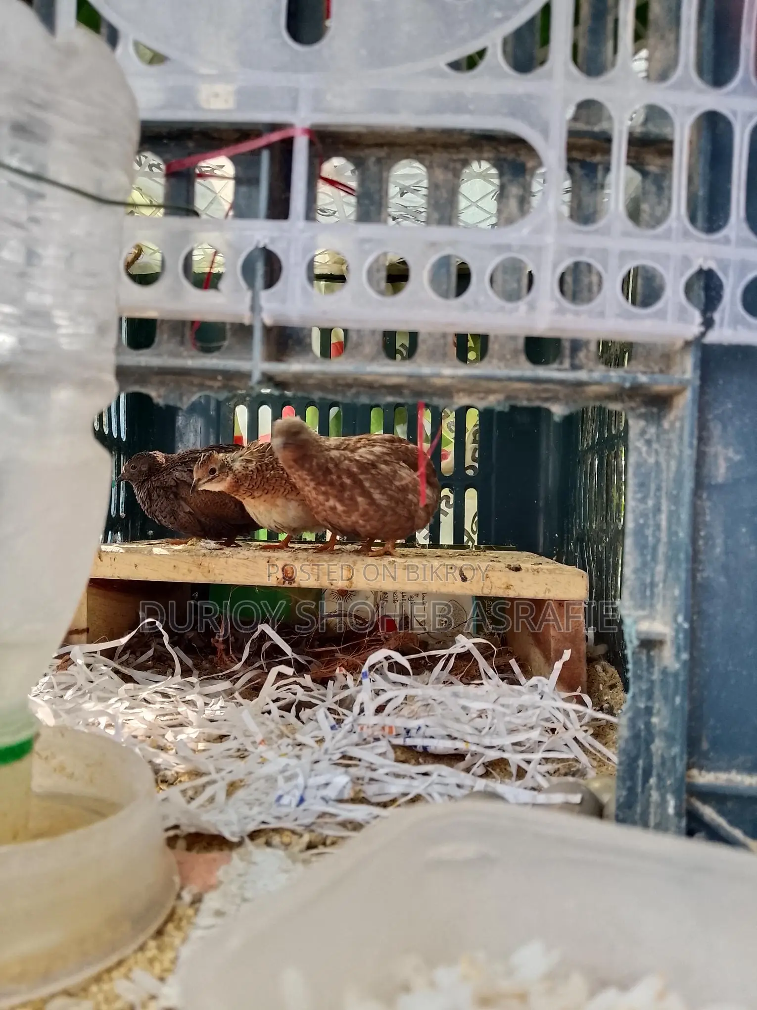 King Quail