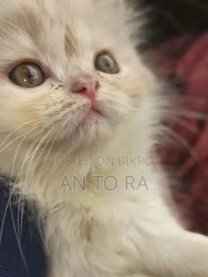 Persian Long Fur Female Kitten for Sale