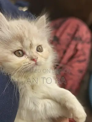 Persian Long Fur Female Kitten for Sale