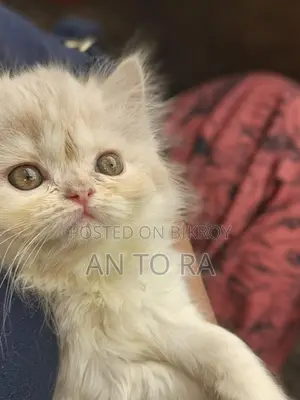 Persian Long Fur Female Kitten for Sale