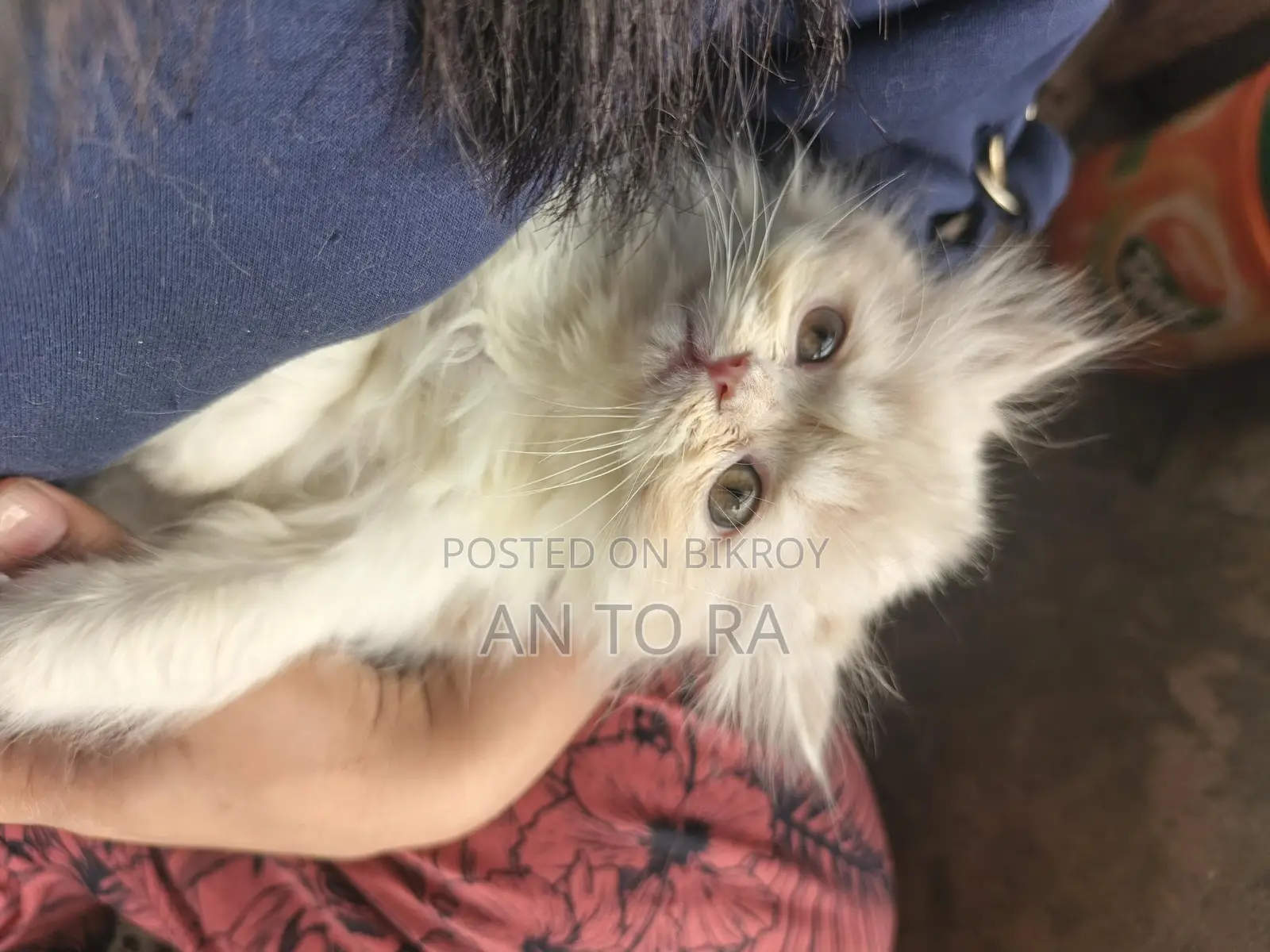 Persian Long Fur Female Kitten for Sale