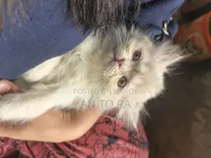 Persian Long Fur Female Kitten for Sale