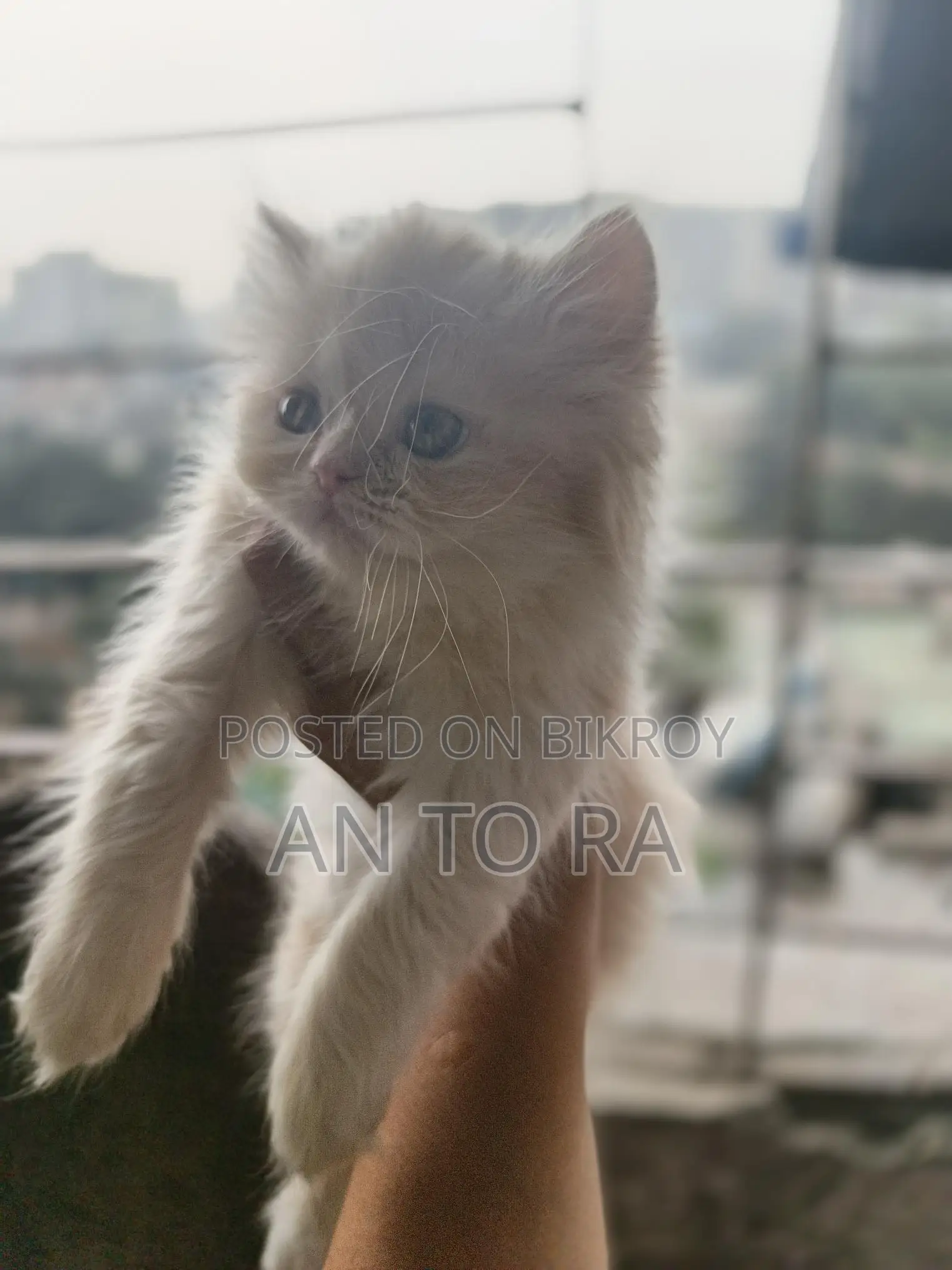 Persian Long Fur Female Kitten for Sale