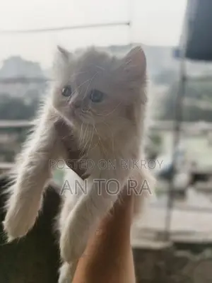 Persian Long Fur Female Kitten for Sale