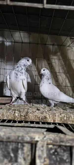 35 Pigeons