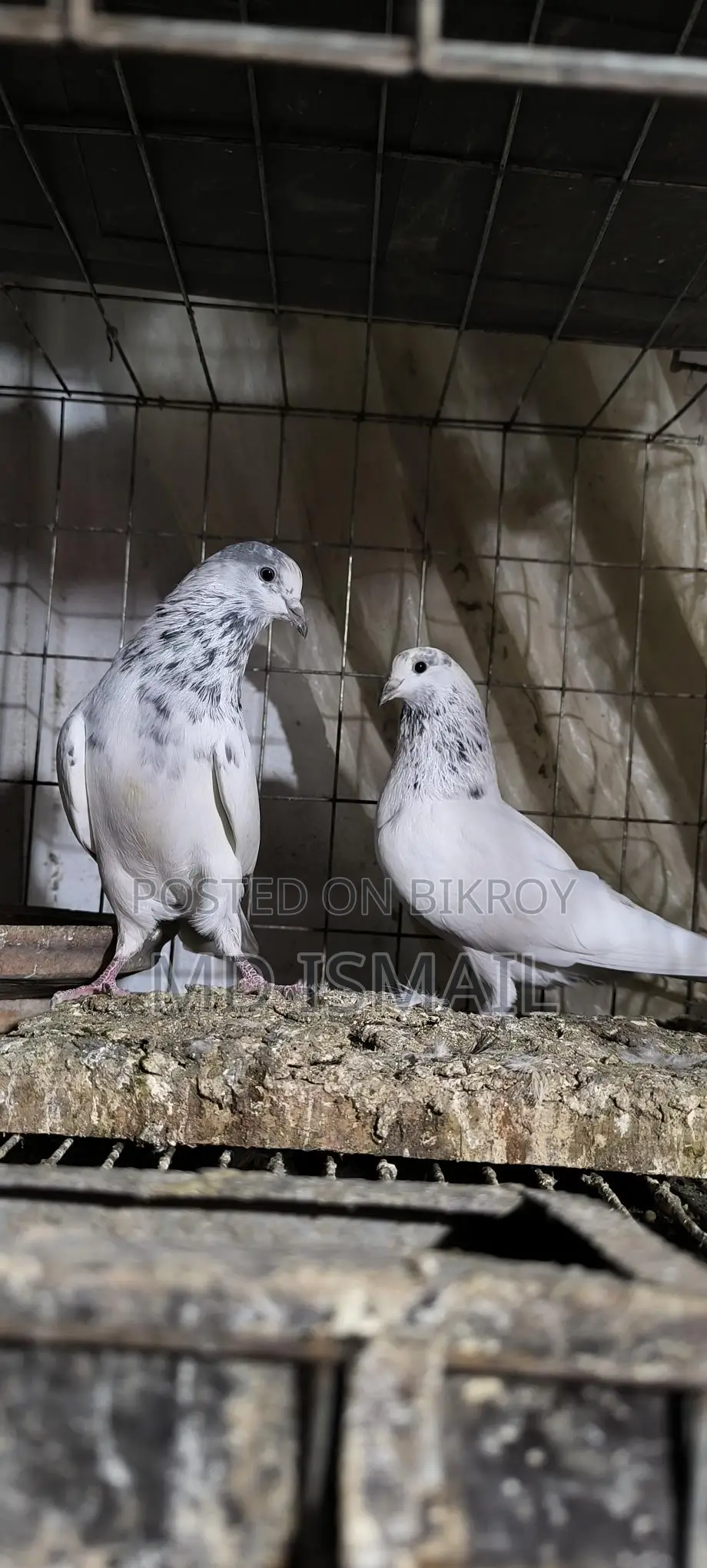 35 Pigeons