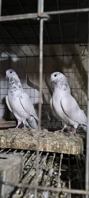 35 Pigeons