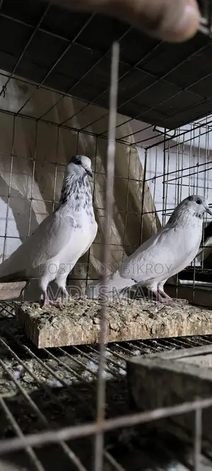 35 Pigeons