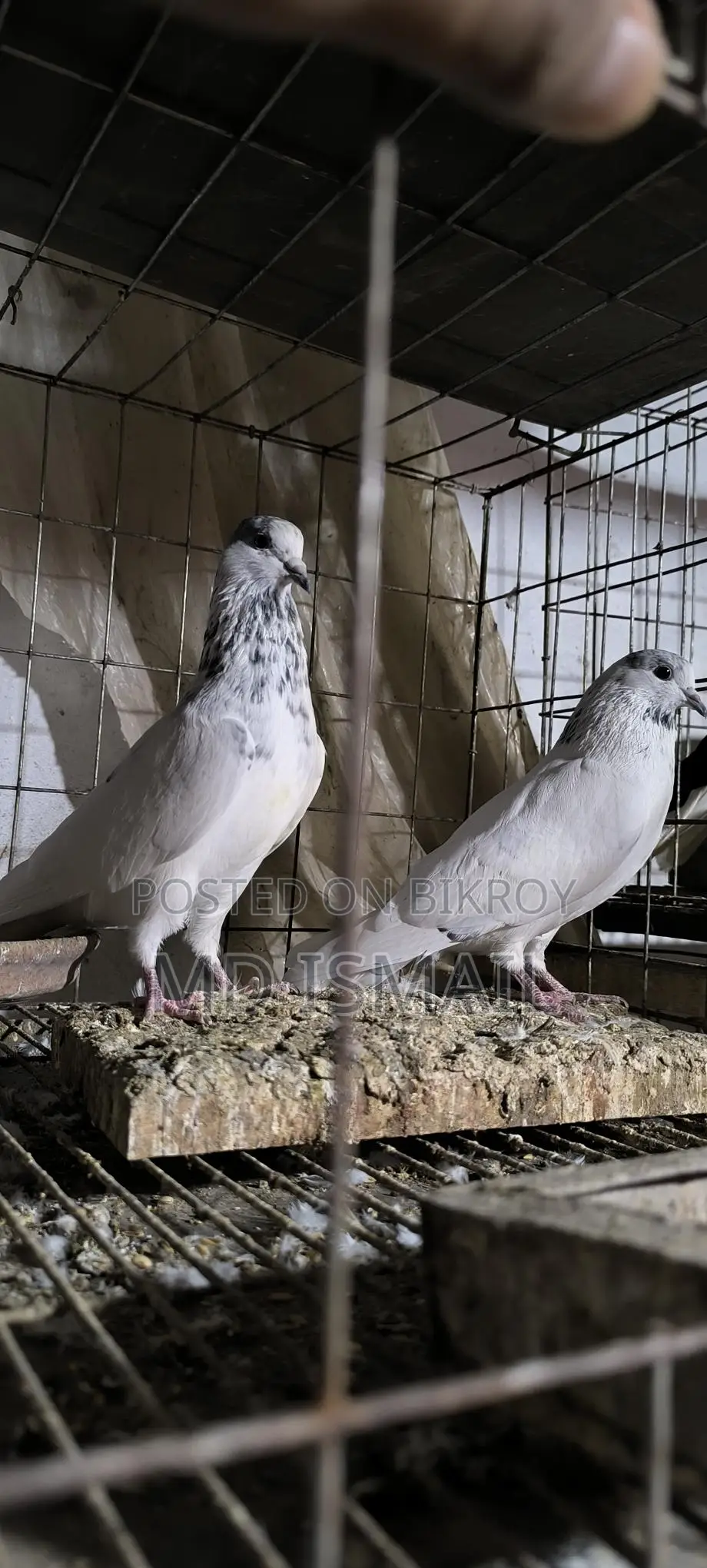 35 Pigeons