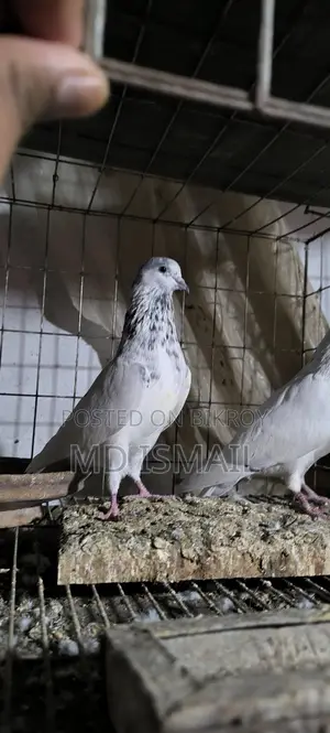 35 Pigeons