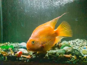 ব্লাড-রেড প্যারট সিচলিড