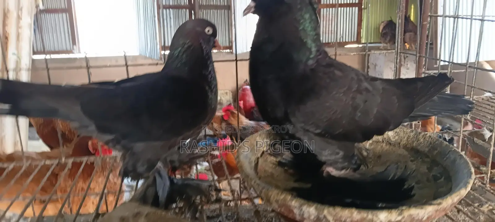 Tumbler Running Pair