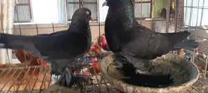 Tumbler Running Pair