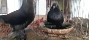 Tumbler Running Pair
