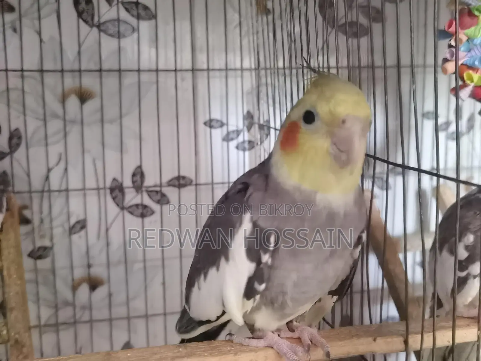 Cockatiel Birds