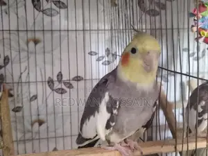 Cockatiel Birds