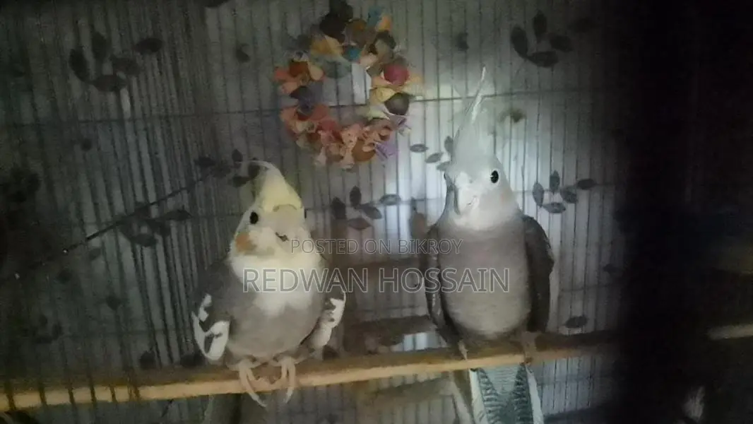 Cockatiel Birds