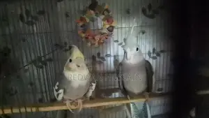Cockatiel Birds